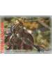 50 Protectores Japanese Size Omegamon - Digimon Super Evolution